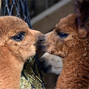 Gamboa Genuine Alpaca Premium Quality Alpaca